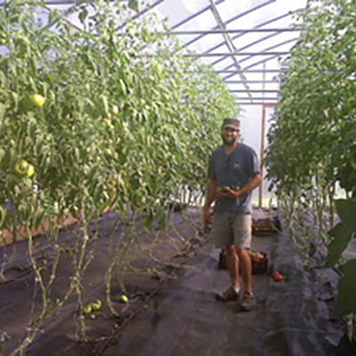 Manage the hoophouse for more tomatoes, cukes